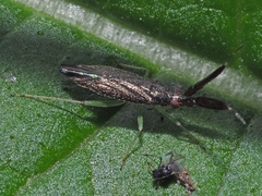 Heterotoma planicornis