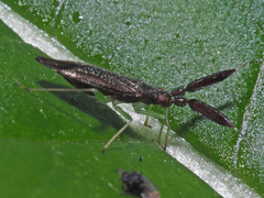Heterotoma planicornis