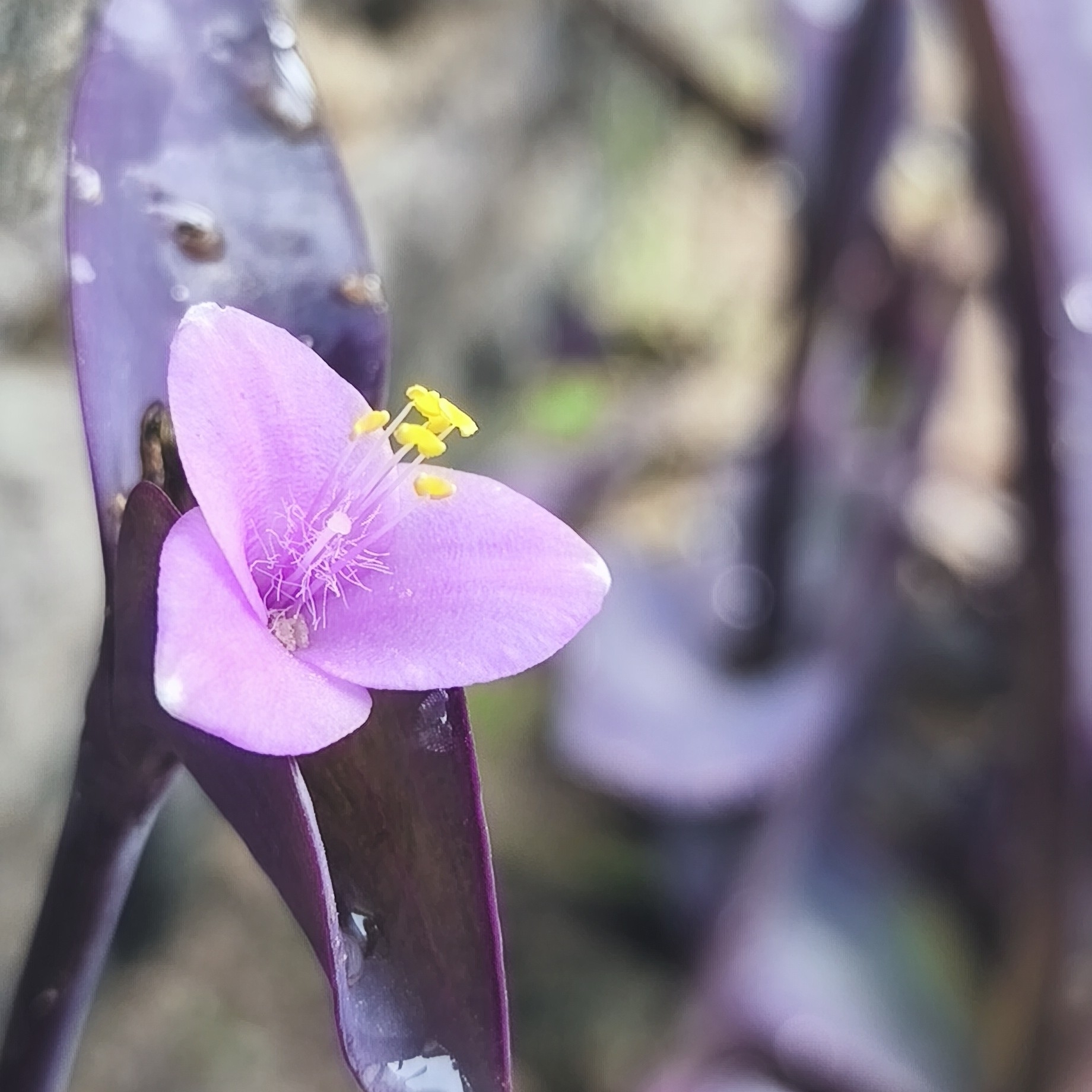 Tradescantia pallida