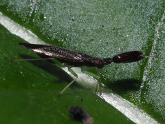 Heterotoma planicornis
