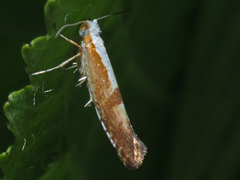 Argyresthia pruniella