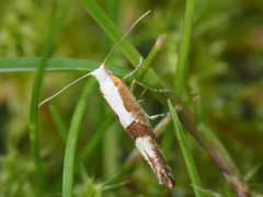 Argyresthia pruniella