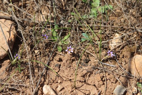 Branched Sand-crocus (Romulea ramiflora)