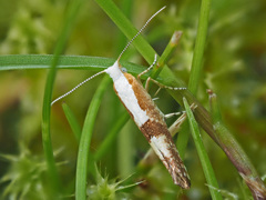 Argyresthia pruniella
