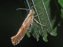 Argyresthia pruniella