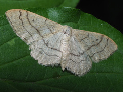 Idaea aversata