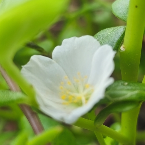 wingpod purslane