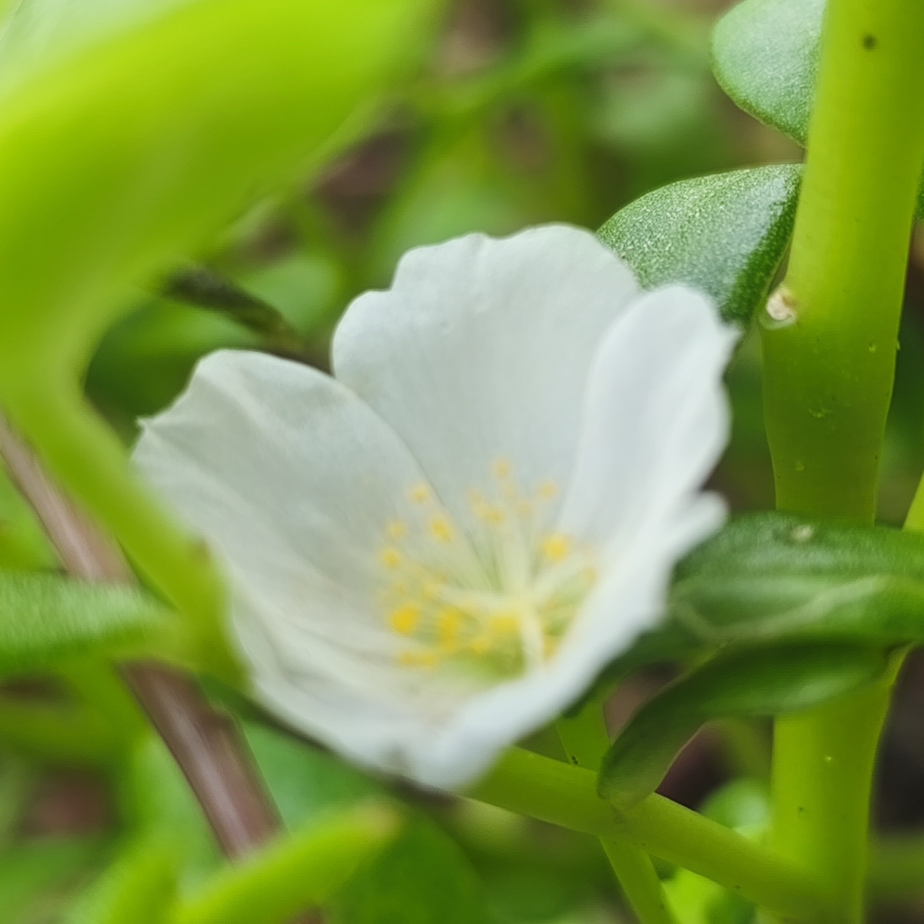 Portulaca umbraticola