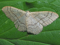 Idaea aversata
