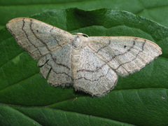 Idaea aversata