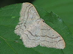 Idaea aversata