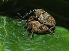 Curculio nucum