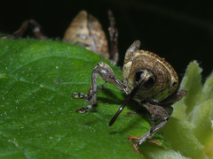 Curculio nucum