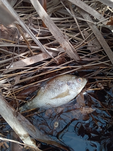 Lepomis microlophus