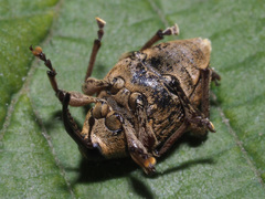 Curculio nucum