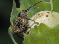 Curculio nucum