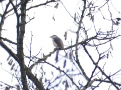 Pericrocotus cantonensis