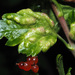 Redcurrant Blister Aphid - Photo (c) Felix Riegel, some rights reserved (CC BY-NC), uploaded by Felix Riegel