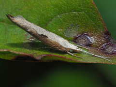 Ypsolopha falcella