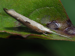 Ypsolopha falcella