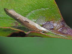 Ypsolopha falcella