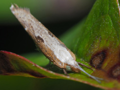 Ypsolopha falcella