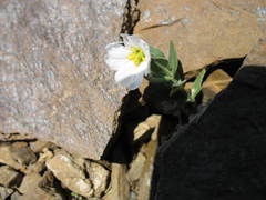 Cerastium lithospermifolium