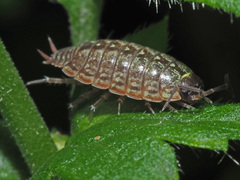 Philoscia muscorum