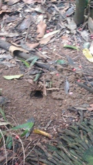 Euastacus urospinosus