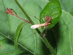 Metatropis rufescens