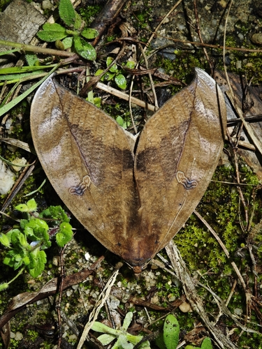 Phyllodes eyndhovii