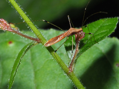 Metatropis rufescens