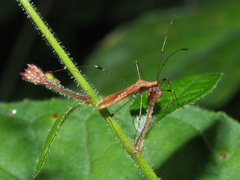 Metatropis rufescens