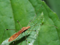 Metatropis rufescens