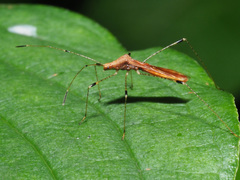 Metatropis rufescens