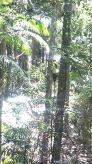 Symposiachrus trivirgatus