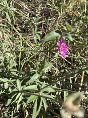 Gomphrena pulchella, photograph (c) Facundo Chieffo, some rights reserved (CC BY)