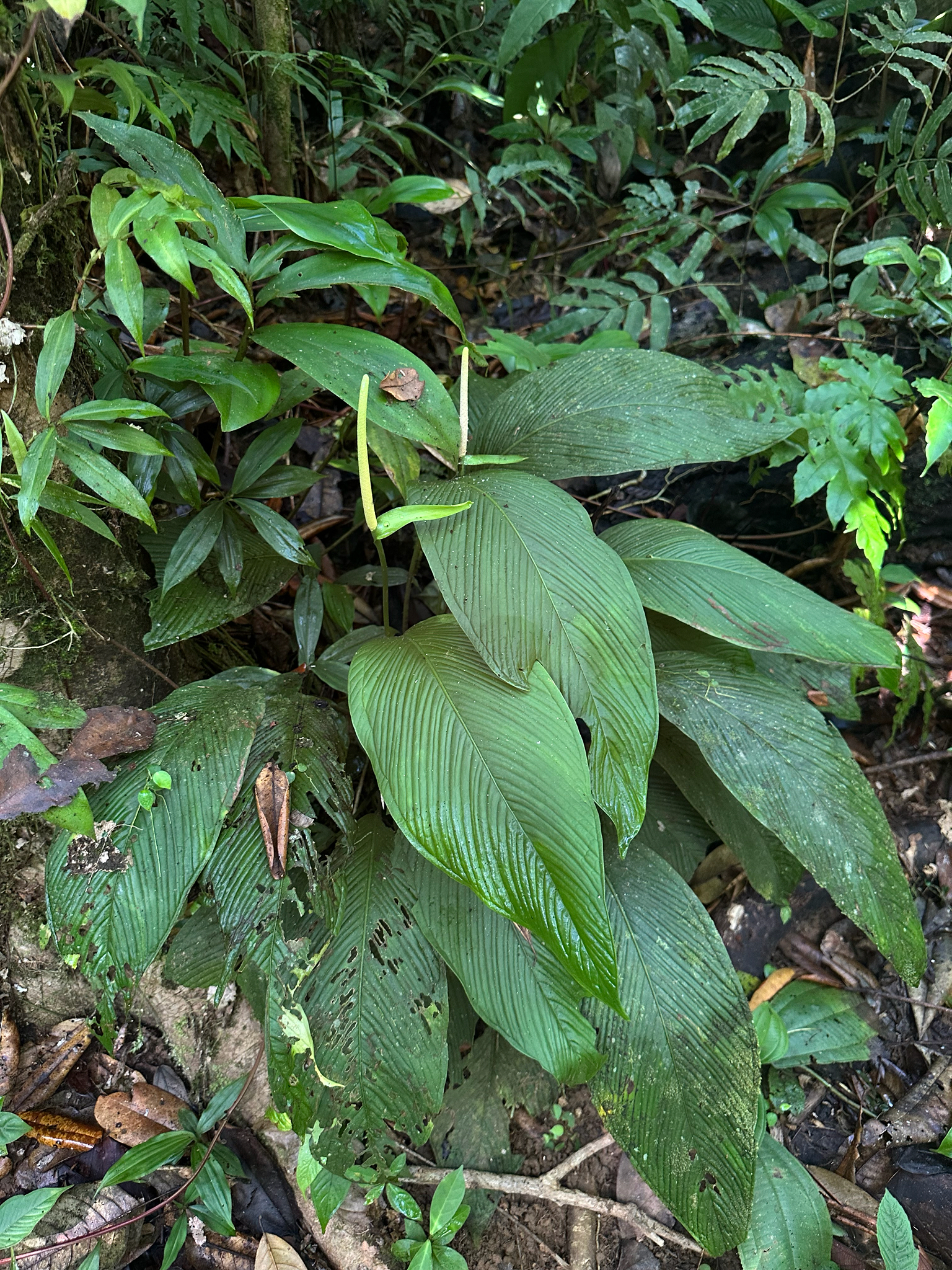 Anthurium pallens