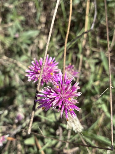 Globe amaranth (Gomphrena pulchella)