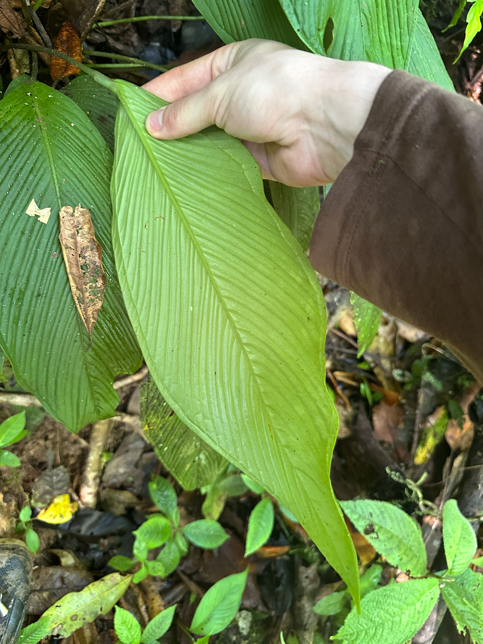 Anthurium pallens 2