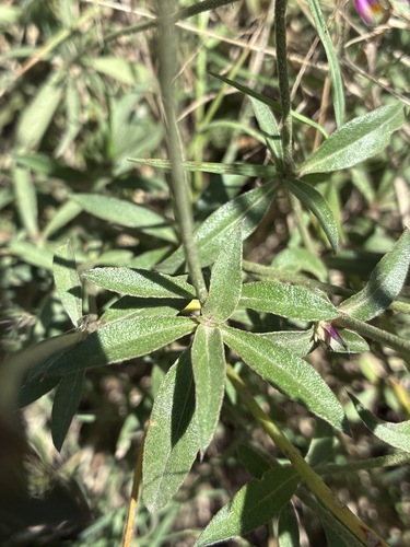 Gomphrena pulchella, photograph 4