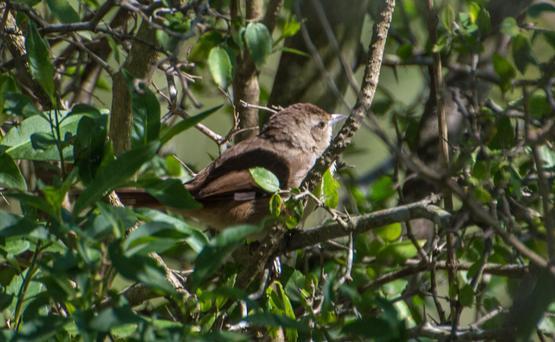 Little Thornbird (Phacellodomus sibilatrix), photo 3