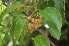 Actinidia