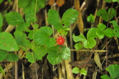Rubus fockeanus