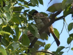 Pycnonotus xanthorrhous