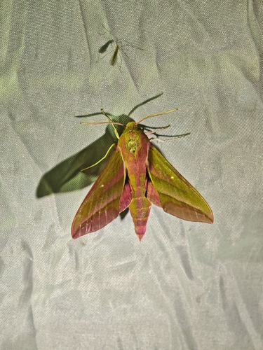 Elephant Hawkmoth