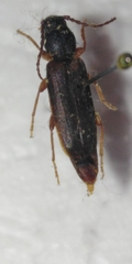 Tetropium castaneum