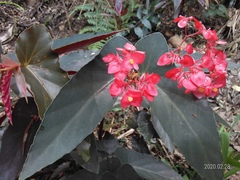 Begonia coccinea