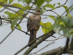 Pycnonotus xanthorrhous