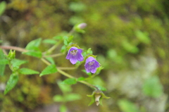 Campanula pallida